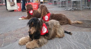 Association Suisse de chiens d'assistance - Farah-Dogs